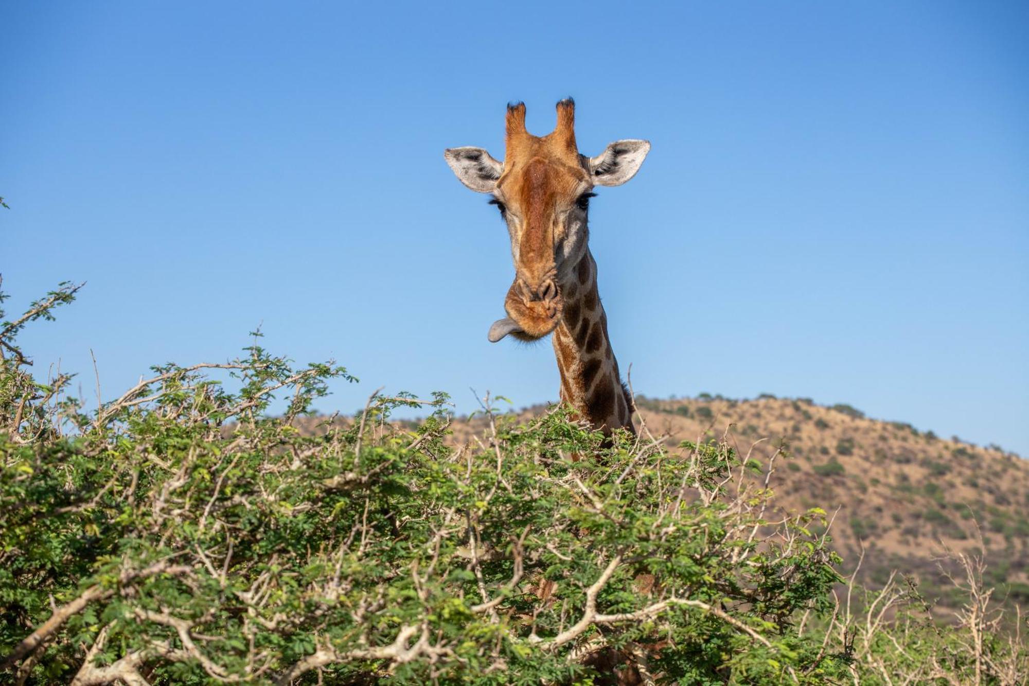 Windhoek Game Camp Lafrenz Township 外观 照片
