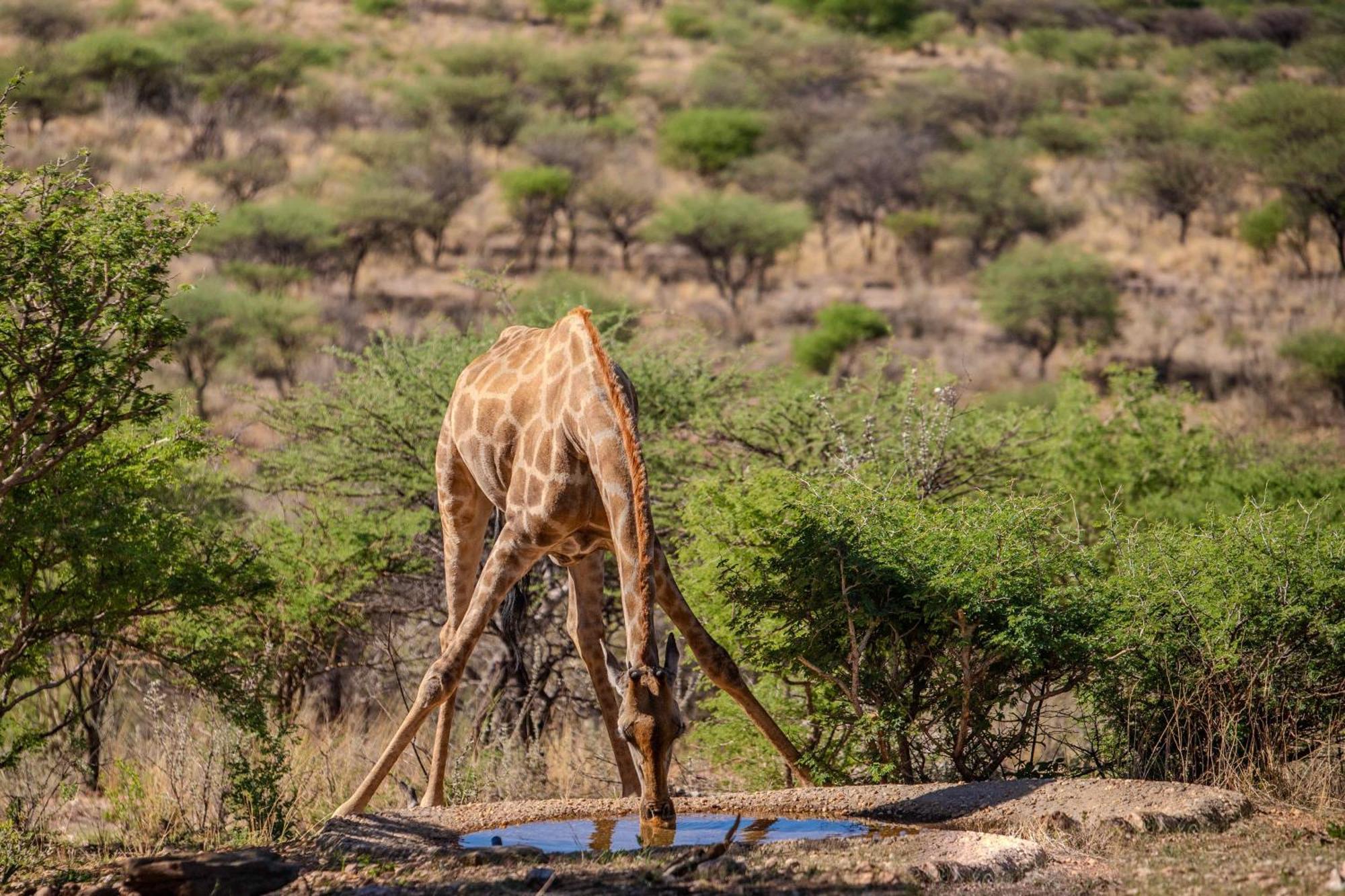 Windhoek Game Camp Lafrenz Township 外观 照片