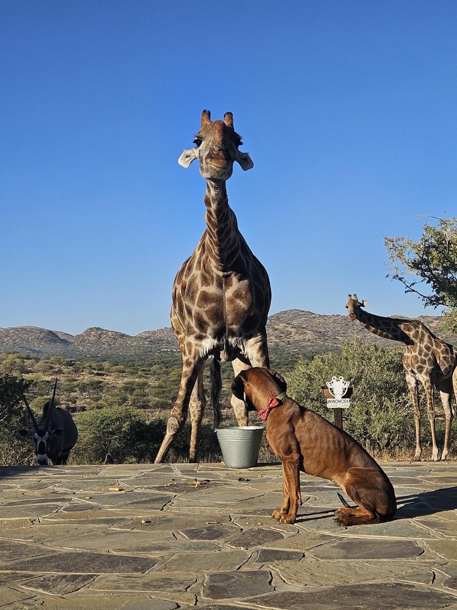 Windhoek Game Camp Lafrenz Township 外观 照片